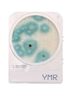 Compact Dry YMR (สำหรับตรวจ Yeast และ Mold (Rapid type))