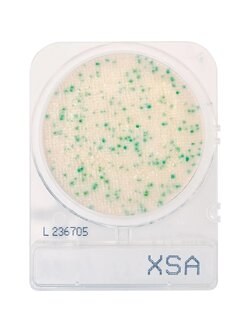 Compact Dry X-SA (สำหรับตรวจ S.aureus)