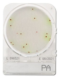 Compact Dry PA (สำหรับตรวจ Pseudomonas aeruginosa)