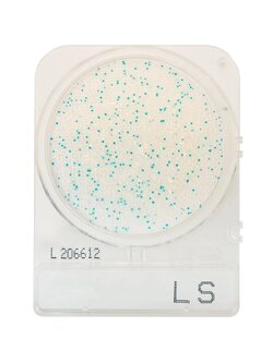 Compact Dry LS (สำหรับตรวจ Listeria spp.)