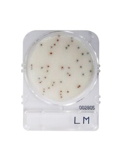 Compact Dry LM (สำหรับตรวจ Listeria monocytogenes)