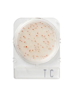 Compact Dry TC (Total viable count)