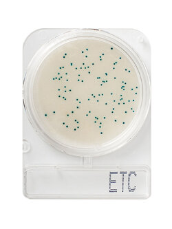 Compact Dry ETC (สำหรับตรวจ Enterobacteriaceae)
