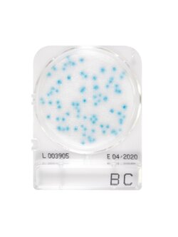 Compact Dry BC (สำหรับตรวจ B.cereus)