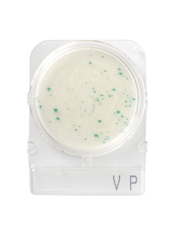 Compact Dry VP (สำหรับตรวจ V.parahaemolyticus)