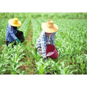 ธาตุอาหารเสริมพืช