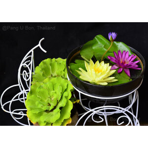 พันธุ์บัว