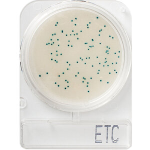 Compact Dry ETC (สำหรับตรวจ Enterobacteriaceae)