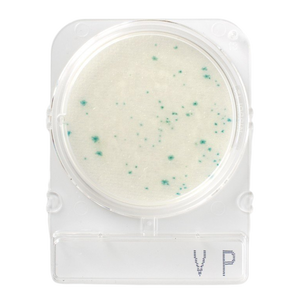 Compact Dry VP (สำหรับตรวจ V.parahaemolyticus)