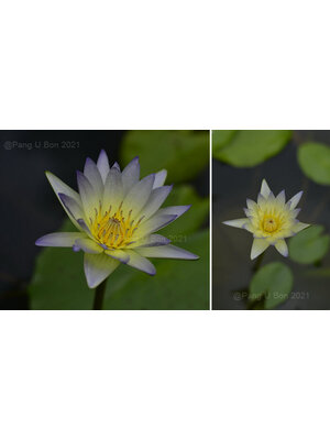 บัวผัน-เผื่อน 'กาญจนเทพ' (N. 'Garnjanatheph')