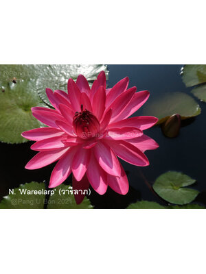 บัวสาย'วารีลาภ' / N.'Wareelarp'