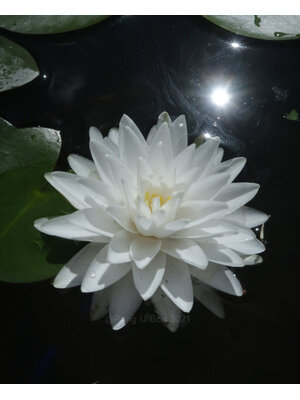 บัวฝรั่ง 'กอนเนียร์' / Hardy Waterlily N.'Gonnere'