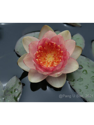 บัวฝรั่ง 'กราซิเอลล่า' / Hardy Waterlily N.'Graziella'