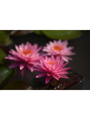 บัวฝรั่ง 'บัวระพี' / Hardy Waterlily N.'Bua Rapee'
