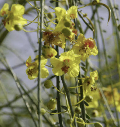 รัตมา หรือรัตตมา (Jerusalem thorn / Pakinsonia Aculeata) / 10 เม็ด (Italy/Portugal)*