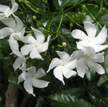 พิมพ์อลูมิเนียมตัดดอกพุดแก้ว+ใบพุดแก้ว(Aluminum mold cutter Sampaguita Jasmine + leaves )