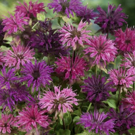 บีบาล์ม (Bee Balm / Monarda Didyma) คละ / 25 เม็ด (Moldova)