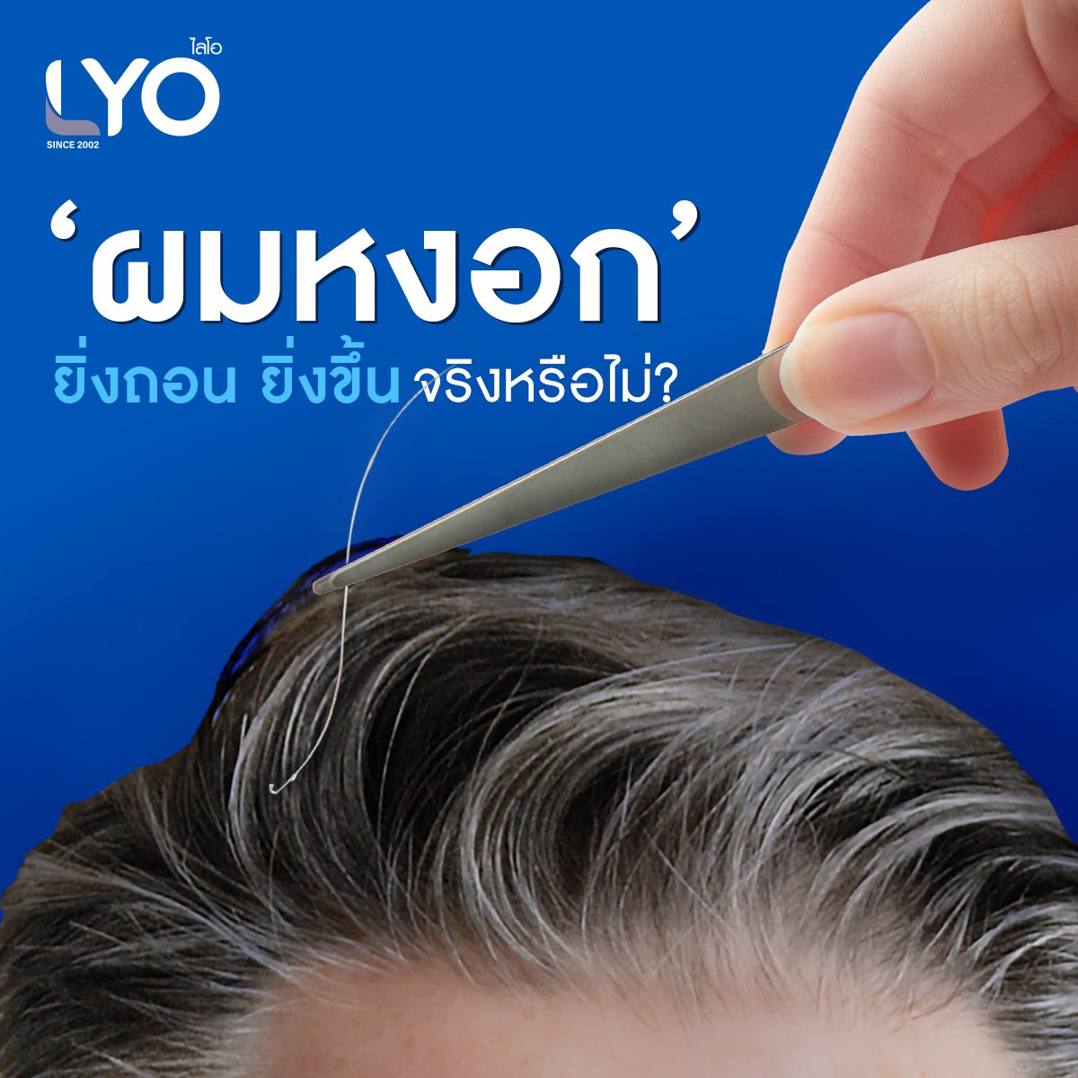 Lyo Thailand ผมหงอกยิ่งถอนยิ่งขึ้นจริงหรือไม่