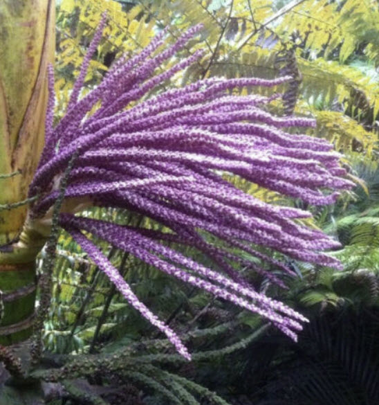 ปาล์มนิคาอู (Nikau palm) / 5 เม็ด (NZ)*