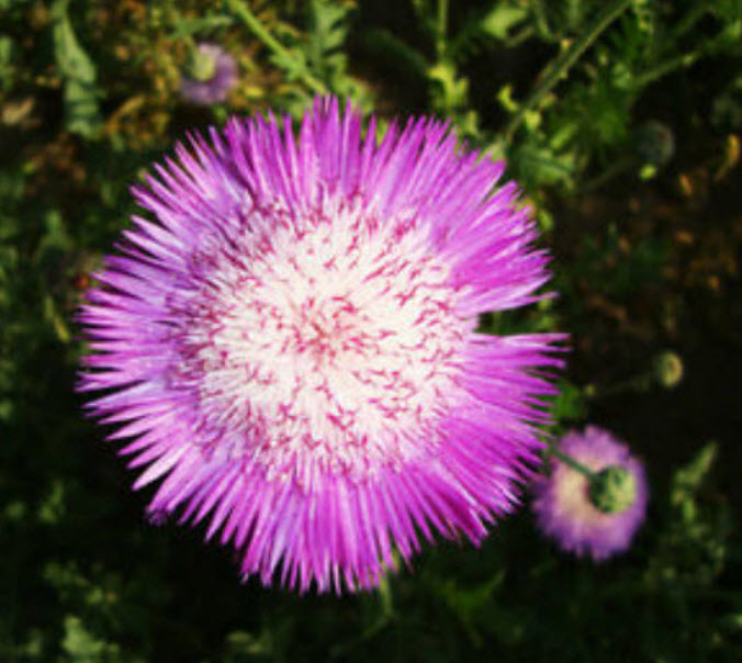คอร์นฟลาวเวอร์ (Cornflower / Centaurea) / ซอง 40 เม็ด*