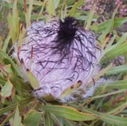 โพรเทีย Protea Longifolia / 3 เม็ด (UK)*