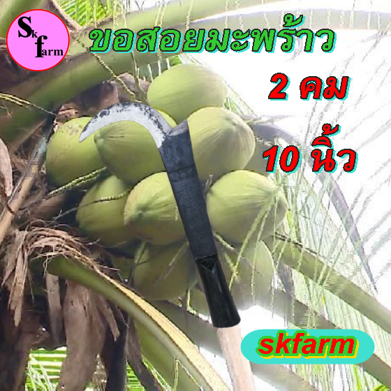ขอชัก 2 คม ดึงได้ดันได้ ตะขอสอยมะพร้าว ตะขอเก็บมะพร้าว มีดสอยมะพร้าว มีขอเกี่ยวมะพร้าว ขอสอยมะพร้าว ขนาด10นิ้ว สำเนา สำเนา