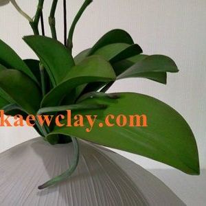 พิมพ์เรซิ่นใบกล้วยไม้ฟาแลนด์ (Veiners Phalaenopsis leaves orchids)