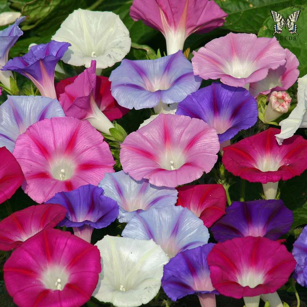 พิมพ์ตัดดอก + ใบมอร์นิ่งเกอรี่ ( Aluminum Mold cutter Morning glory flower )