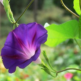 พิมพ์ตัดดอก + ใบมอร์นิ่งเกอรี่ ( Aluminum Mold cutter Morning glory flower )