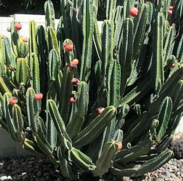 เฮ็ดจ์ แคคตัส (Hedge Cactus) / 5 เม็ด (Hungary)