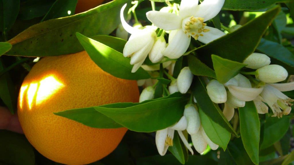 เรซินอัดลายใบแก้ว/ใบส้ม(Veiners leaf Murraya paniculata / orange leaves)