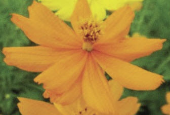 ดาวกระจาย ดอยตุง (DoiTung cosmos) สีเหลือง / 200 เม็ด *