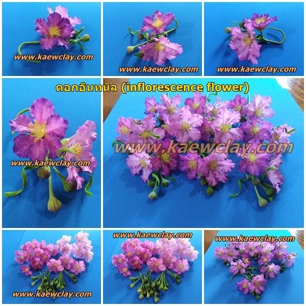 ดอกอินทนิล เสลา ตะแบก(Queen's crape myrtle)