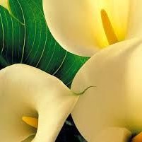 เกสรดอกคาร่า,หน้าวัว(Pistils Cala LILY )