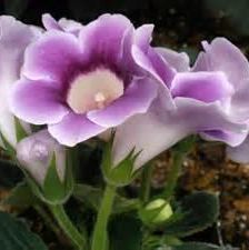 พิมพ์ตัดอลูมิเนียมดอก+ใบกล็อกซิเนีย(Aluminum mold cutter Gloxinia flower )