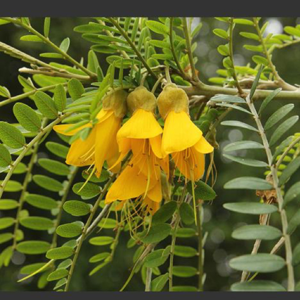 พิมพ์ตัดลิลลี่ภูเขา (Cutter Mold Kowhai flower)