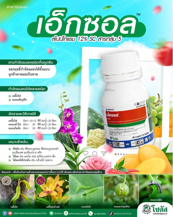 เอ็กซอล