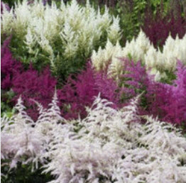 อัสดง (Astilbe arendsii) คละสี / 100 เม็ด (Spain)*