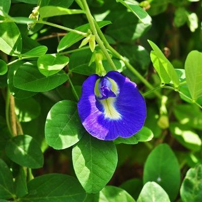 พิมพ์อลูมิเนียมตัดดอกอัญชัน+ใบ(Aluminum mold cutter Clitoria ternatea + leaves )