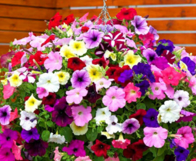 พิทูเนียเลื้อย (Petunia hybrida pendula) คละสี / 100 เม็ด (UK)