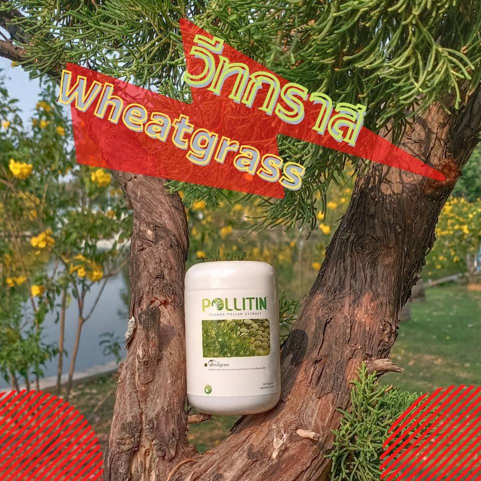Wheatgrass วีทกราส พอลลิติน (ต้นอ่อนข้าวสาลี)