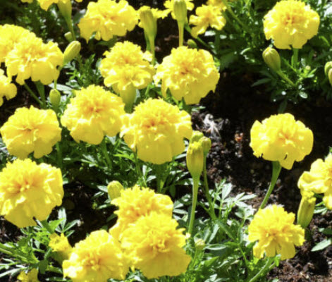 ดาวเรืองฝรั่งเศส (French Marigold - Petite) สีเหลือง / 50 เม็ด (UK)