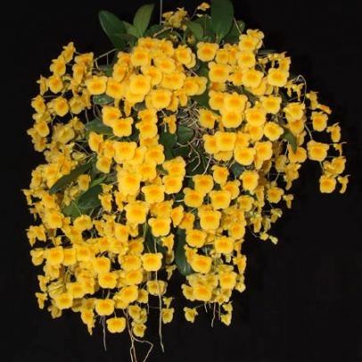พิมพ์ตัดกล้วยไม้เอื้องผึ้ง,เอื้องหม่อนไข่(Aluminum mold cutter Dendrobium lindleyi Steud orchids.) สำเนา