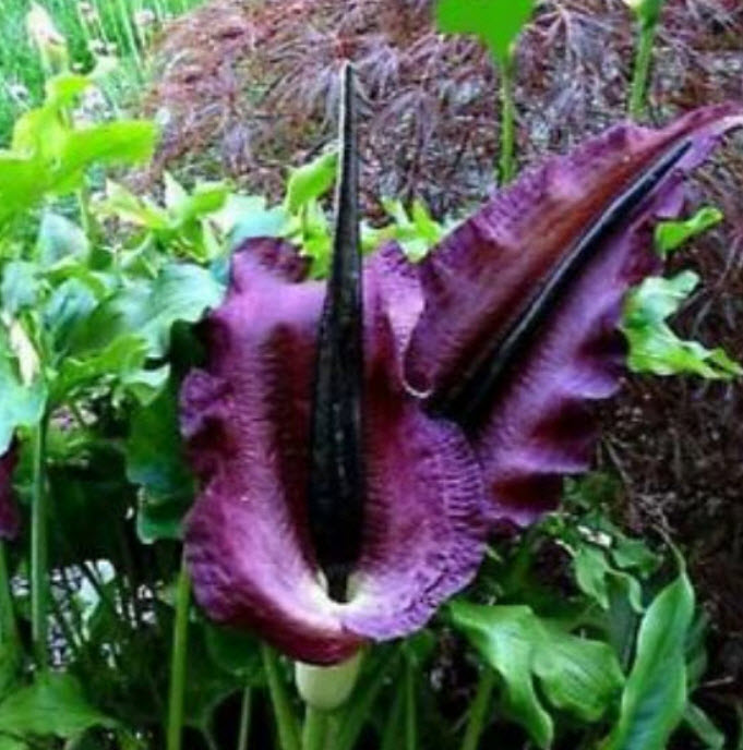 บุก Dragon Arum หรือ Dragon Lily / 15 เม็ด (China)