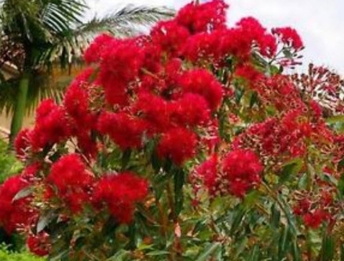 ยูคาลิปตัสแดง (Red Eucalyptus) / 25 เม็ด (Portugal)*