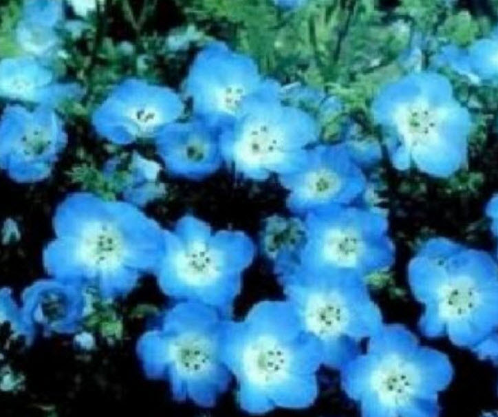 เนโมฟีลา - เบบี้ บลู อาย (Nemophila - Baby Blue Eyes) สีฟ้า / 70 เม็ด (UK)