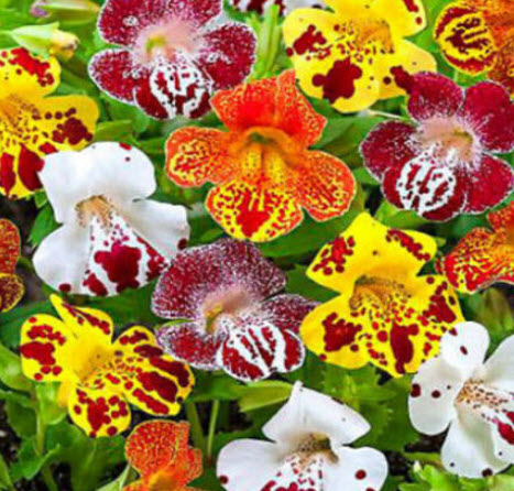 มิมิวลัส หรือ ไทเกอร์ มังกี้ (Mimulus / Tiger Monkey) คละ / 3,200 เม็ด (UK)*