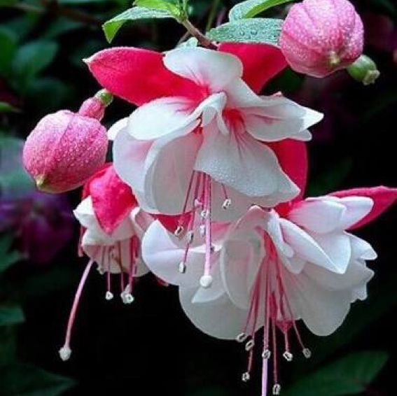 พิมพ์ตัดดอก+ใบโคมญี่ปุ่น ตุ้มหูนางฟ้า(Mold cutter Fuchsia flower)