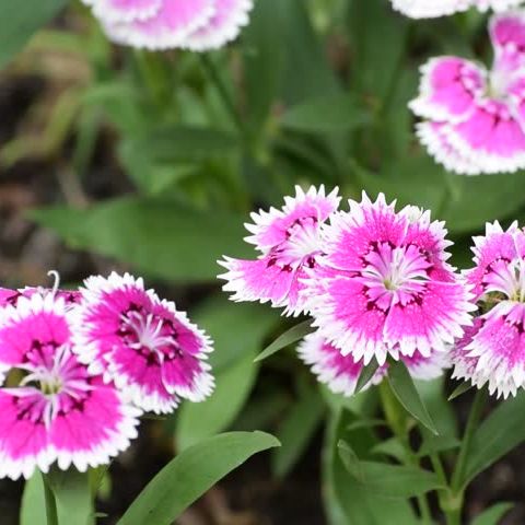 พิมพ์ตัดดอก+ใบผีเสื้อ(Mold cutter dianthus chinensis)