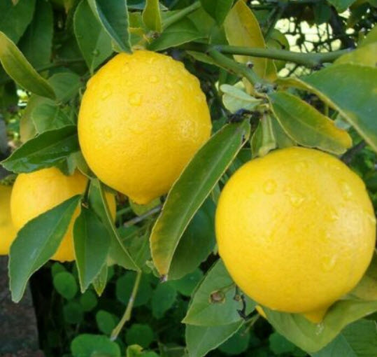 เมเยอร์ เลม่อน (Meyer Lemon) / 4 เม็ด (Canada)